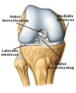 A térdfájdalom okai