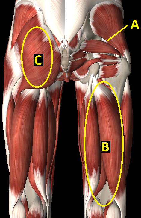 bacino muscoli posteriore pubalgia